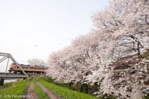 春の北陸本線　桜と485系雷鳥