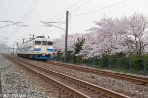 桜と北陸本線普通列車