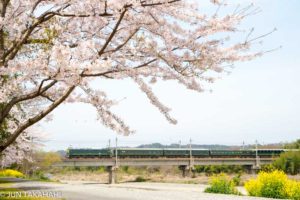 北陸本線桜とトワイライトエクスプレス