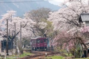 長良川鉄道と満開の桜