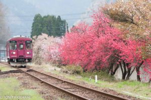 花が咲き乱れる長良川鉄道