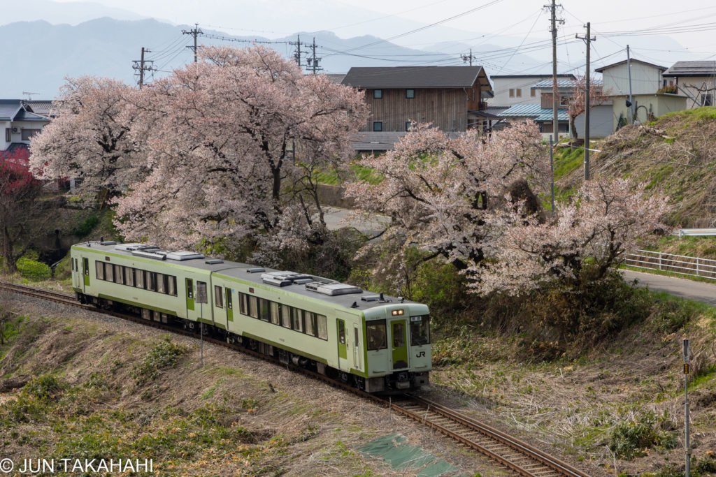 飯山線と上今井の桜