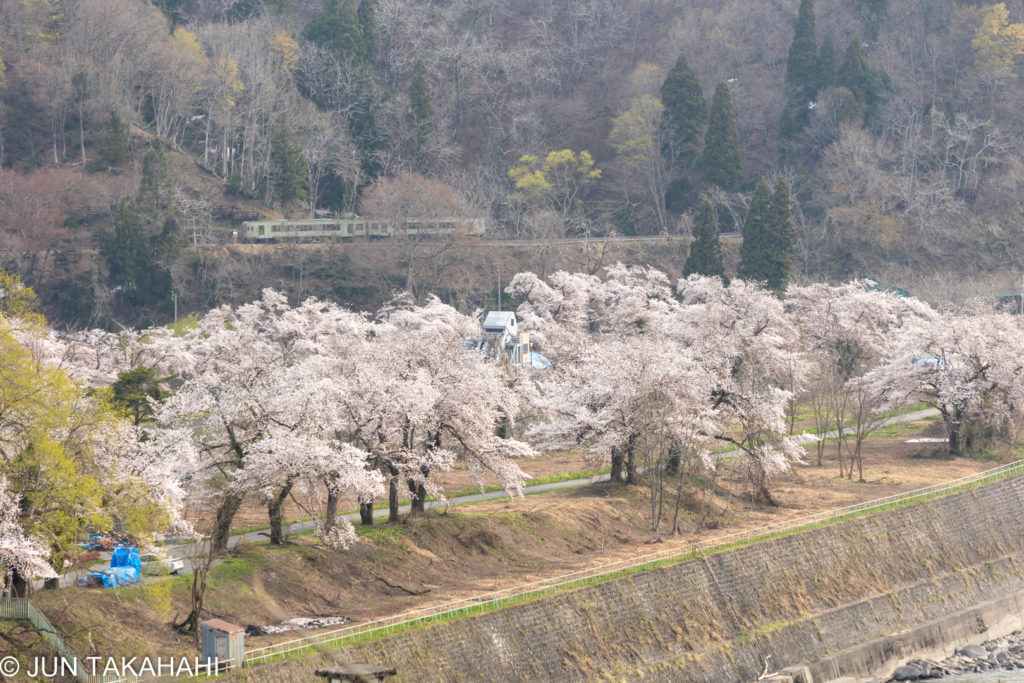 飯山線 西大滝ダムの桜